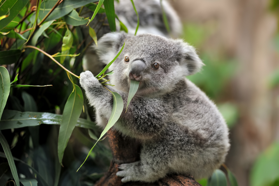 bebek koala