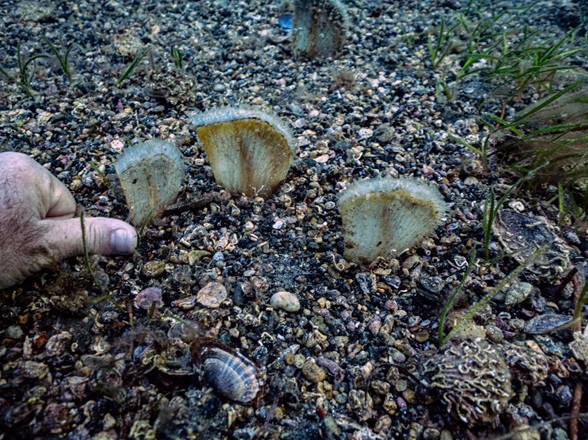 Deniz çayırları içine tutunmuş birkaç aylık bebek pinalar