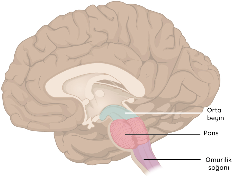 beyin sistemi