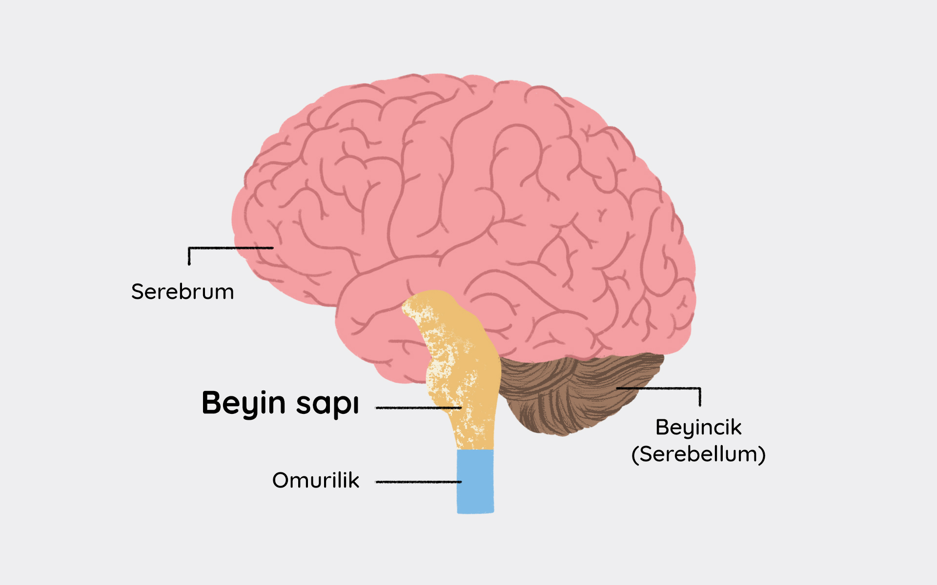 beyin sapı