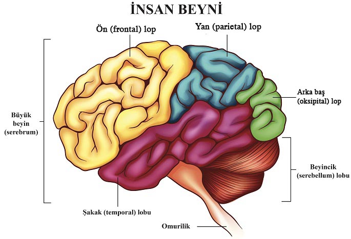 beynin bölümleri