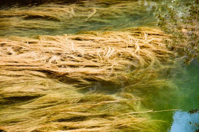 Biyokompozit Malzemeler Nasıl Üretilir?