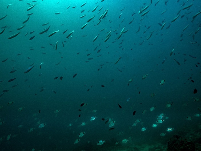 Çanakkale Boğazı’nda bir batık üstündeki balık sürüleri