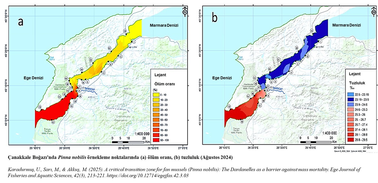 Çanakkale Boğazı Pina Örnekleme