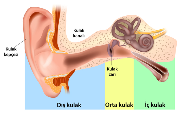 Kulak kepçesi ve kulak kanalı