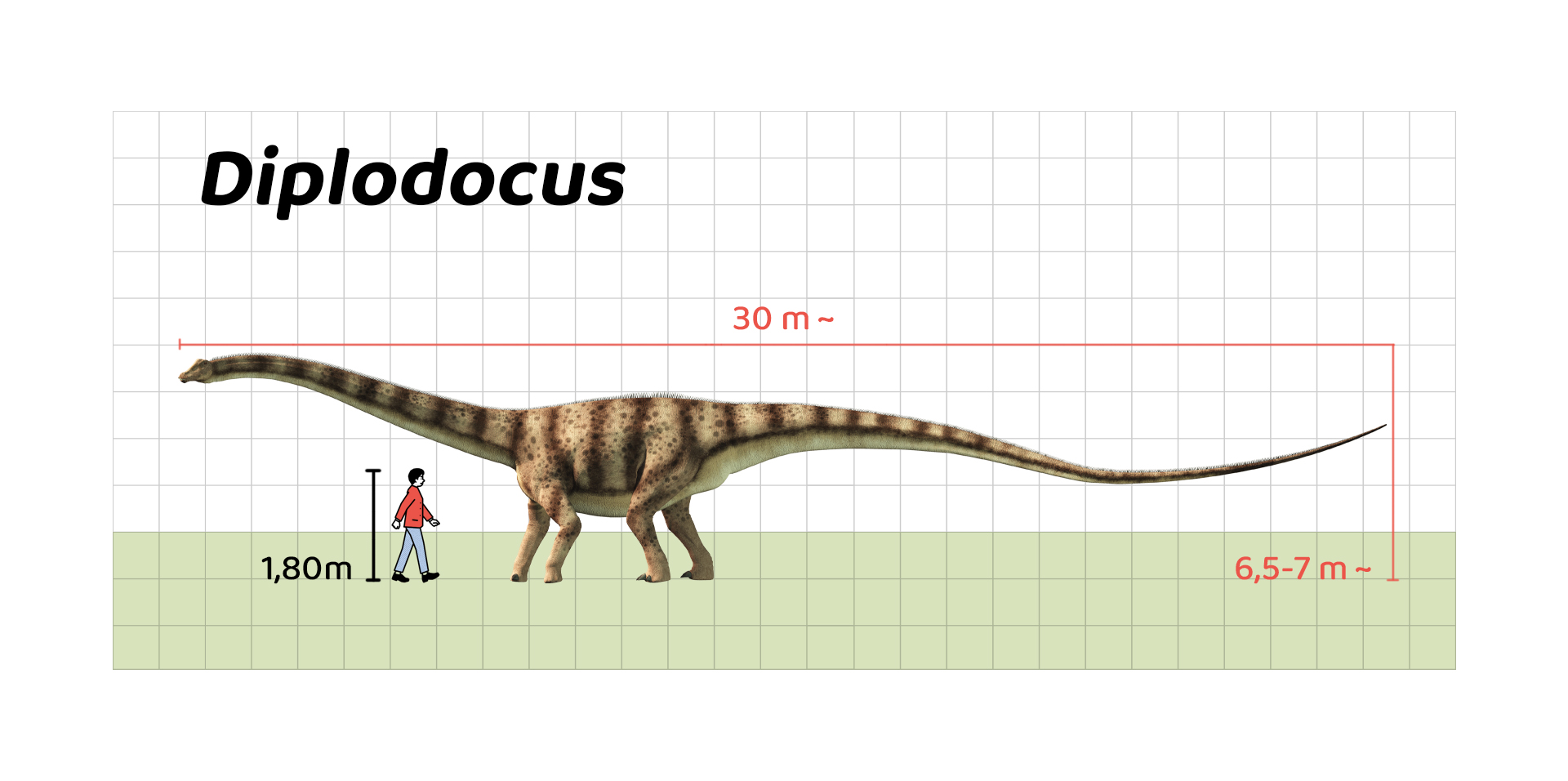 İnsan boyu ile Diplodocus’un büyüklüğünün karşılaştırılması