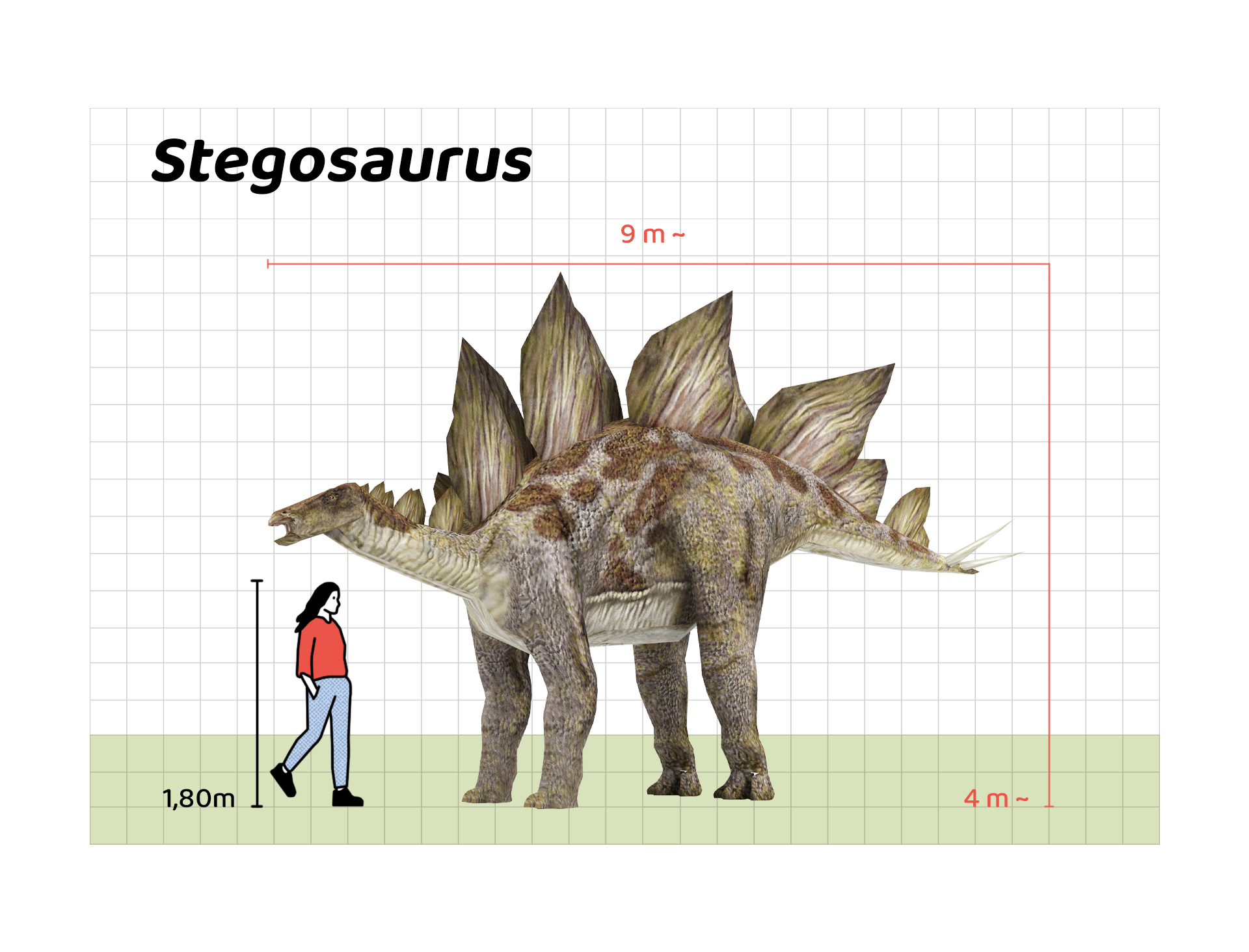 İnsan boyu ile Stegosaurus’un büyüklüğünün karşılaştırılması