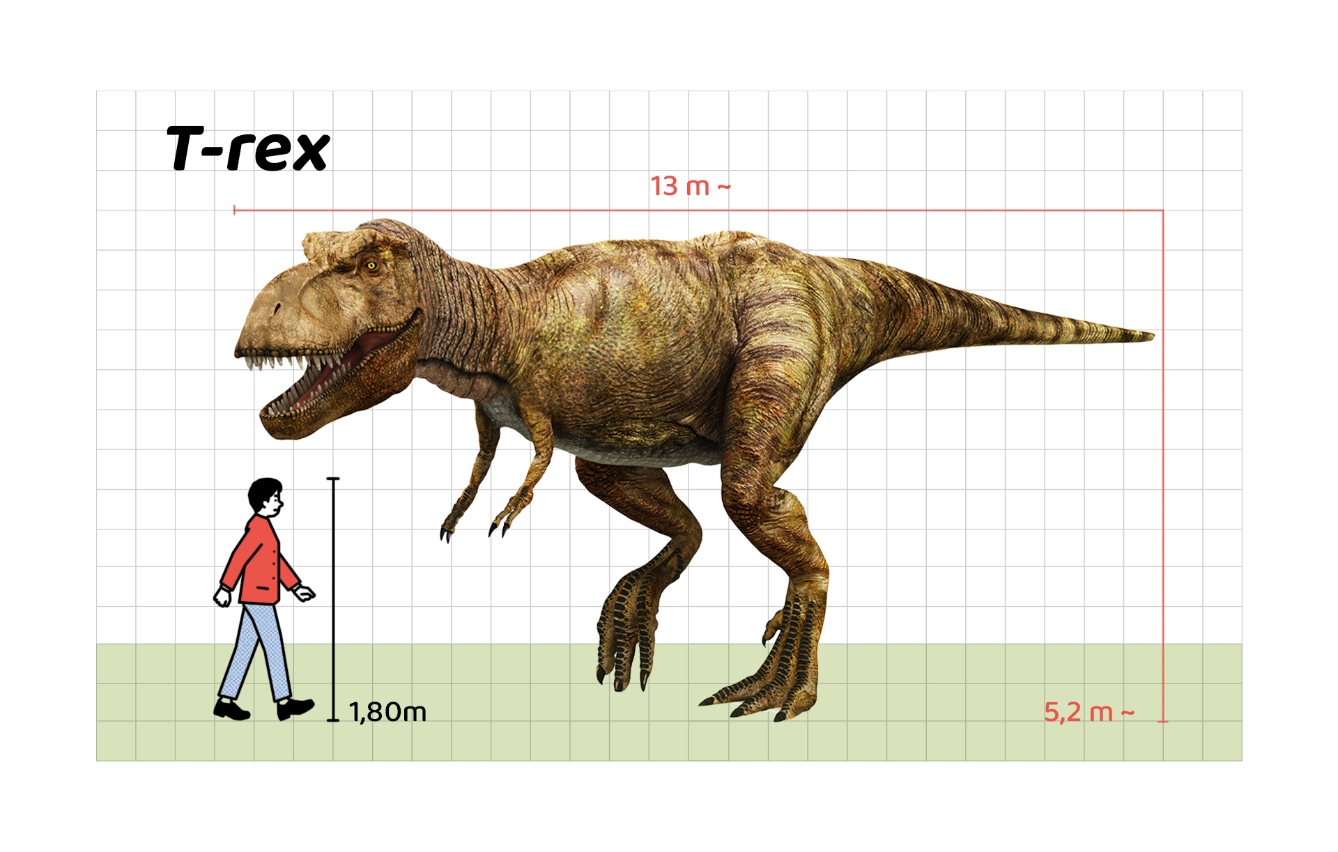 İnsan boyu ile T.rex’in büyüklüğünün karşılaştırılması