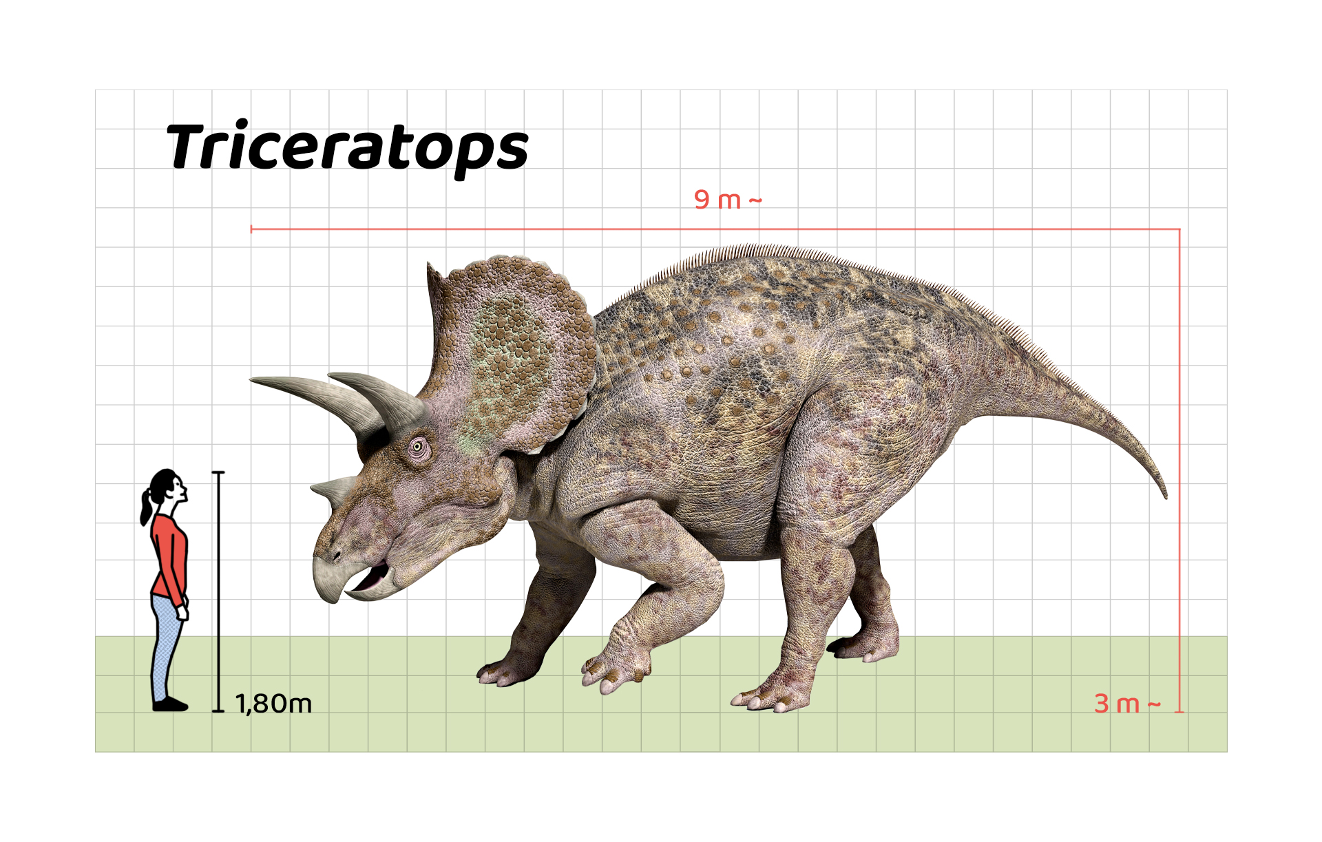 İnsan boyu ile Triceratops’un büyüklüğünün karşılaştırılması