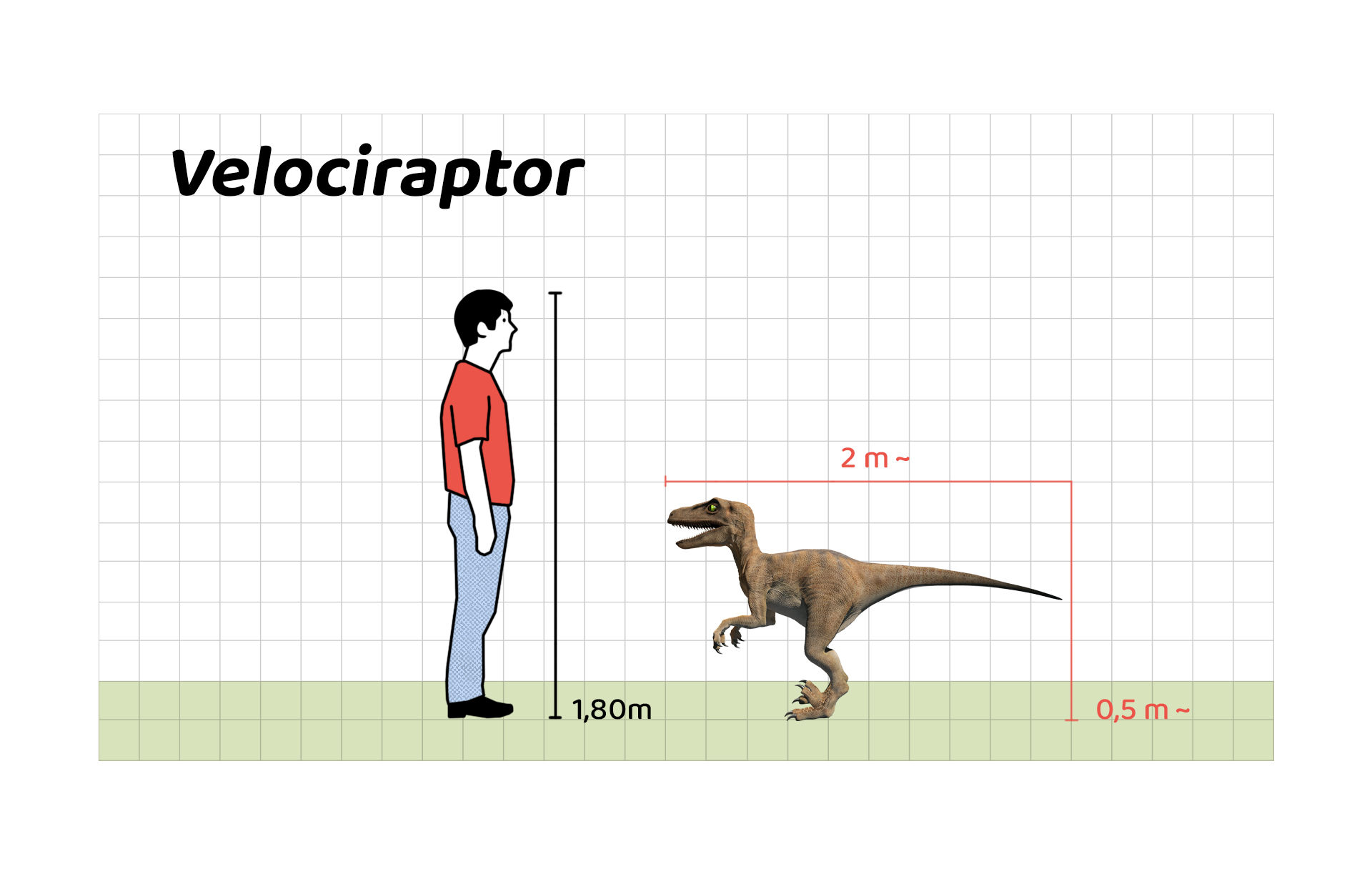 İnsan boyu ile Velociraptor’un büyüklüğünün karşılaştırılması