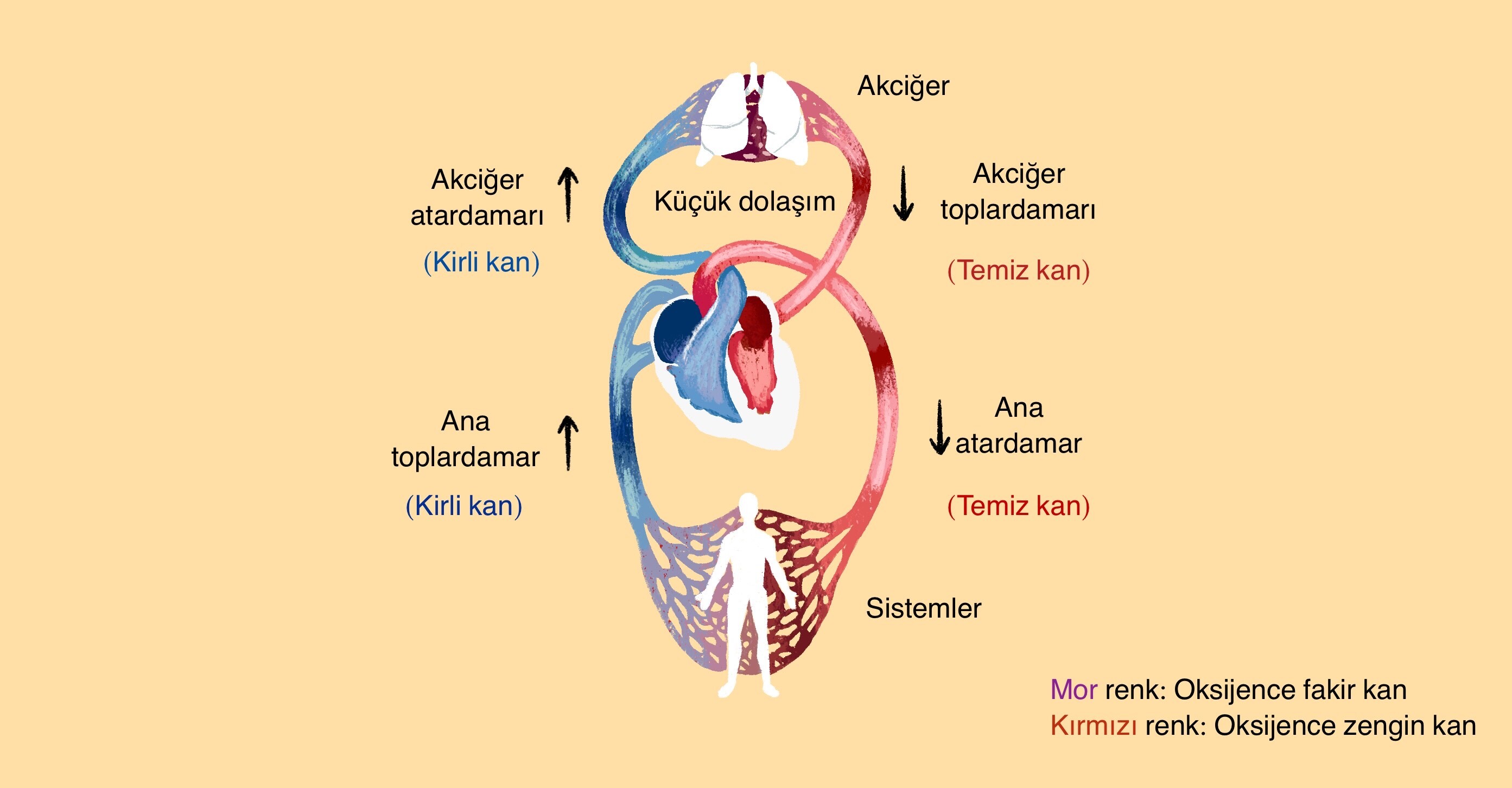 Dolaşım Sistemi