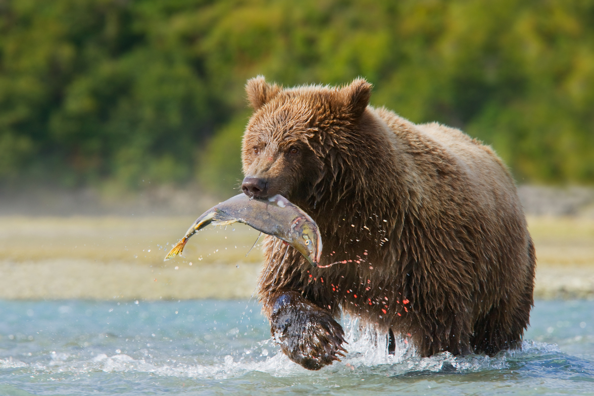 Boz ayı beslenme