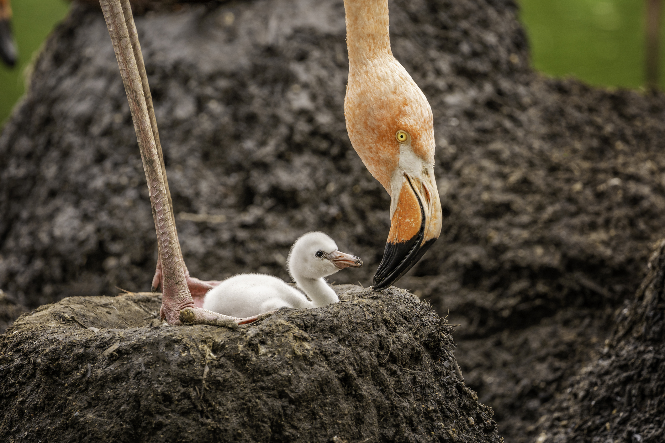 Yavru flamingo