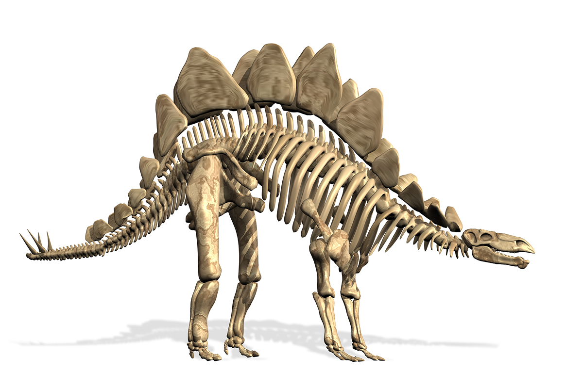 Stegosaurus kemik yapısı