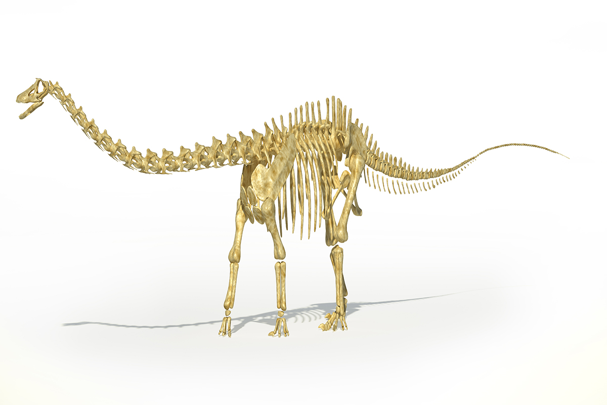Diplodocus kemik yapısı