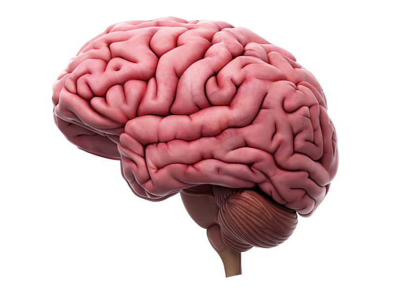 insan beyni