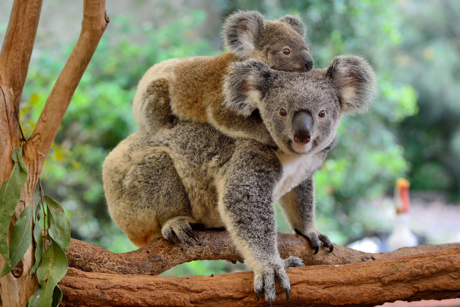 koala ve yavrusu