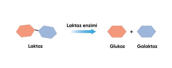 laktozsuz_sut_uretimi