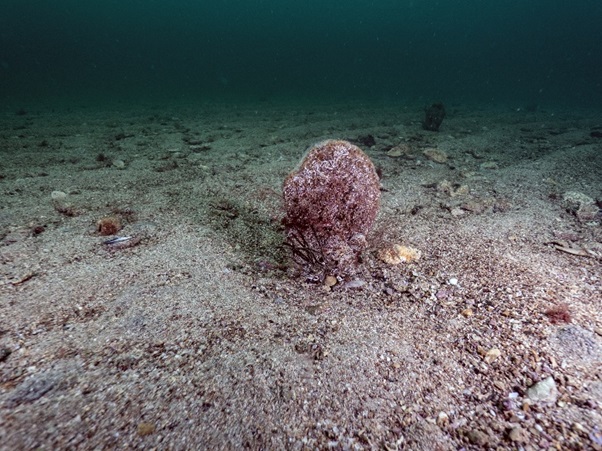 Kumlu zeminde yerleşmiş bir yetişkin pina