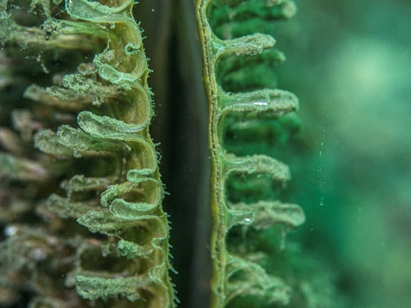 Pina kabuğunun yakından görünümü ve kabuk açıklığı