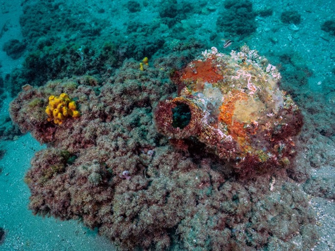 Deniz habitatıyla bütünleşmiş tekne kalıntıları üzerinde amfora ve sarı sünger topluluğu