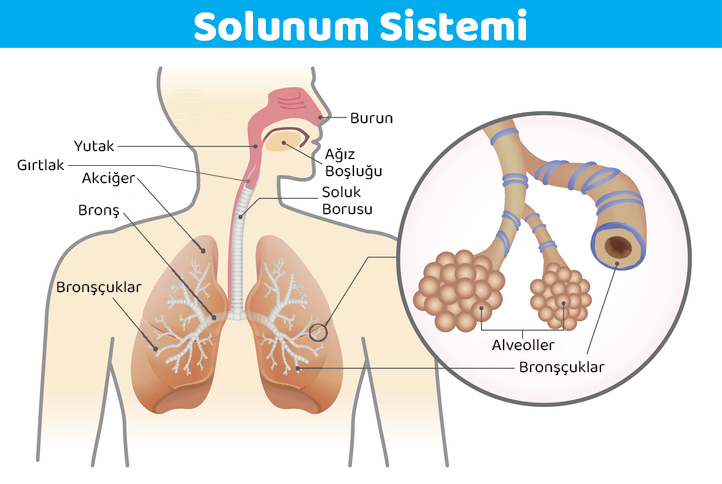 solunum_sistemi