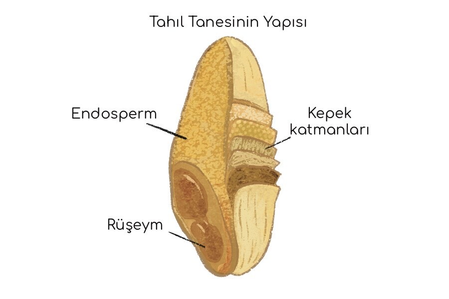 tahıl
