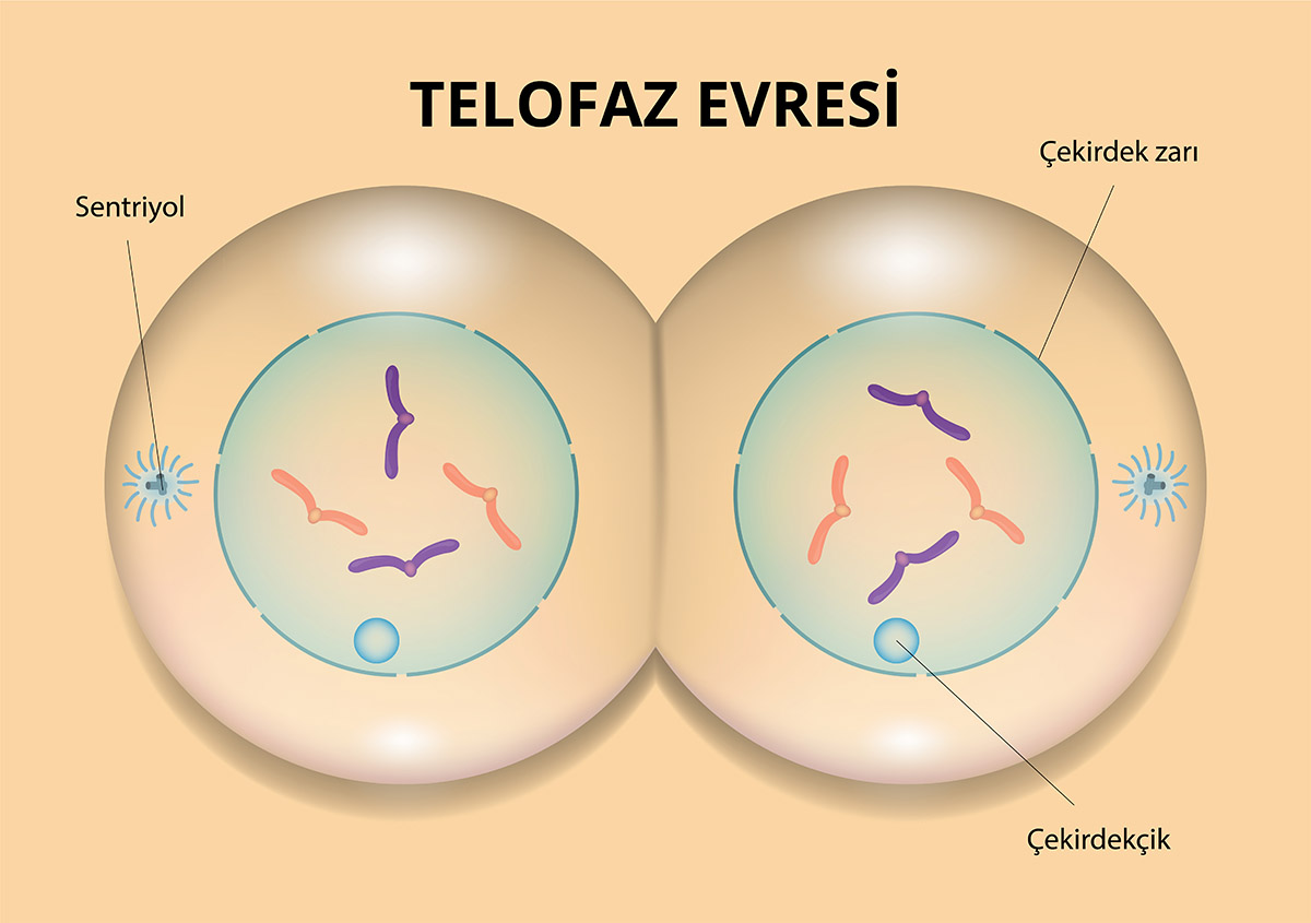 mitoz telofaz