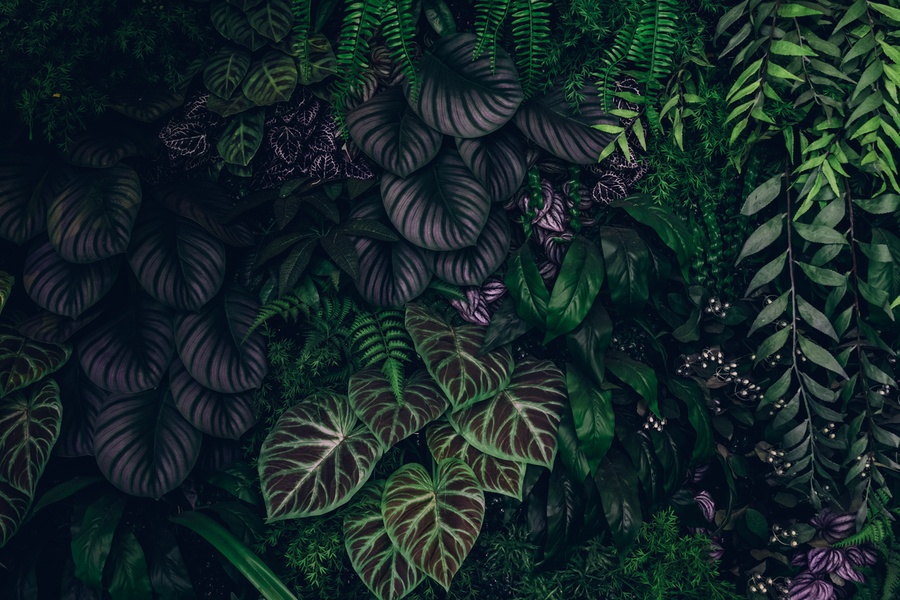 Bitkiler Yeşil Işığı Neden Daha Az Soğurur