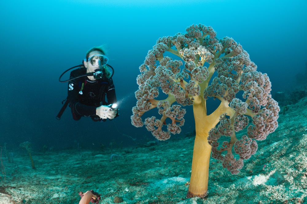 mercanlar tubitak bilim genc