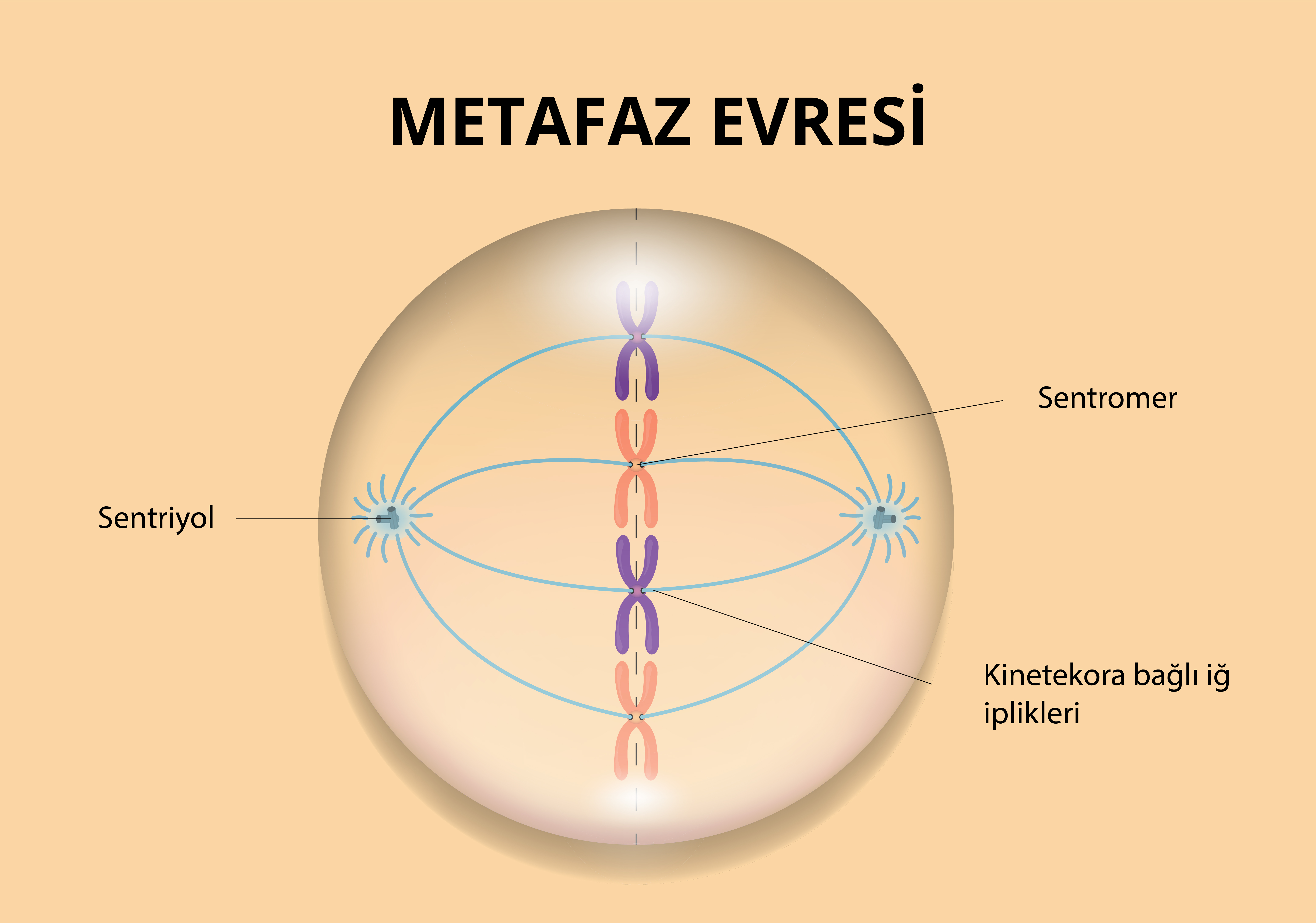 Metafaz Nedir?