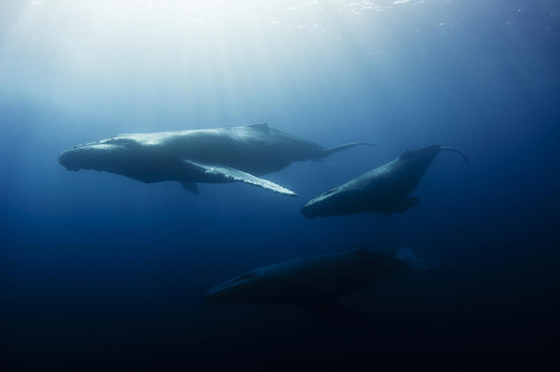 Balinalar Nasl ok Uzun Sre Nefeslerini Tutabiliyor?
