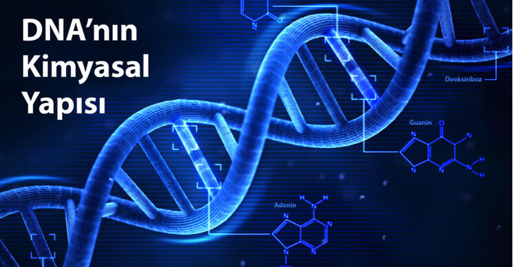 DNA nedir, dna molekülünün kimyasal yapısı