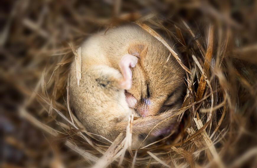 Hayvanlar Neden K�� Uykusuna Yatar?