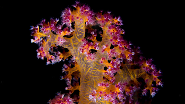 Mercanları Ölümcül Sıcaktan Koruyan Bakteriler