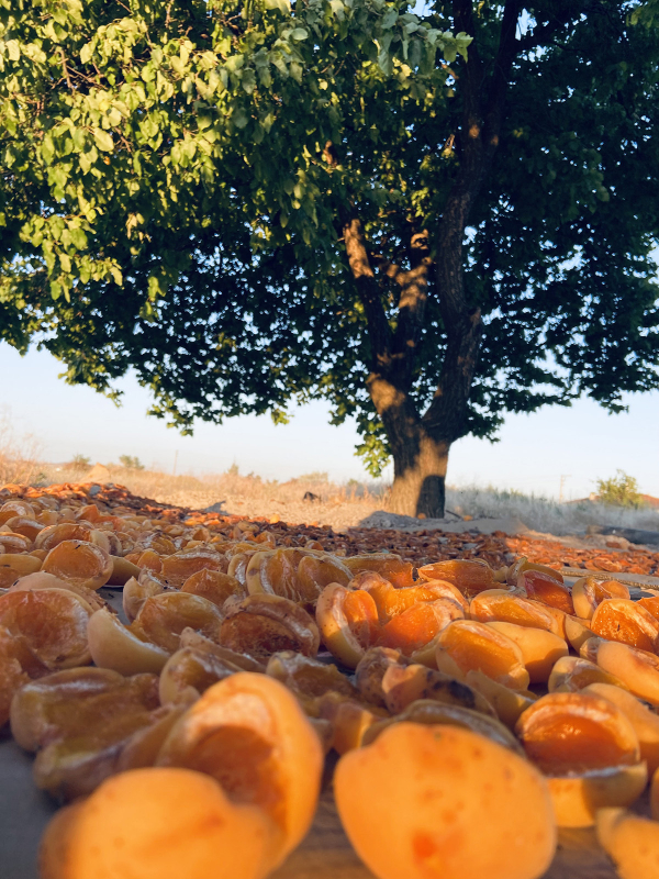 Ayın En Beğenilen Fotoğrafları: “Yaz Meyveleri”