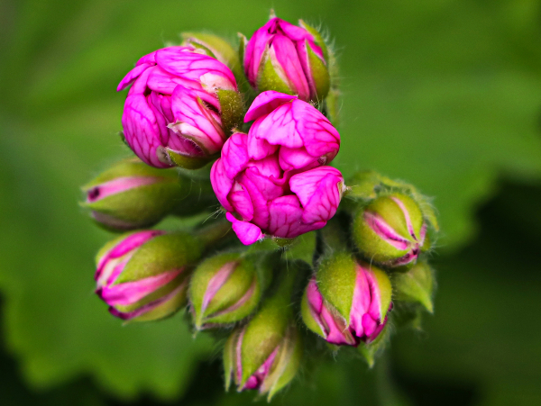 En Beğenilen “İlkbaharda Doğanın Renkleri” Fotoğrafları