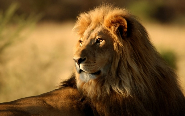 Kedigillerden Aslan