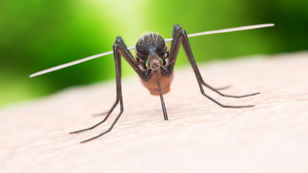Sivrisinekler Bu Yaz Kâbusumuz mu Olacak?