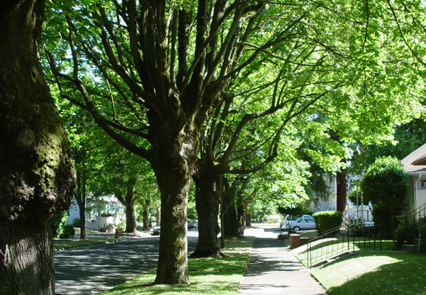 Ağaçlar Şehirlerin Sıcaklığını Nasıl Etkiler?