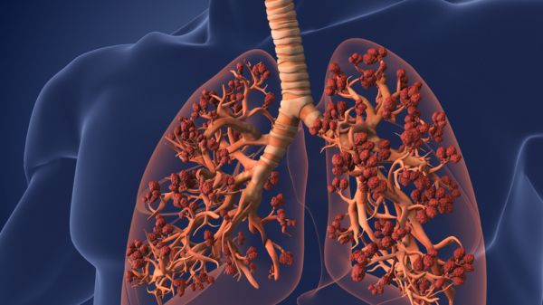 Solunum Sistemi Nedir? Organları Nelerdir?