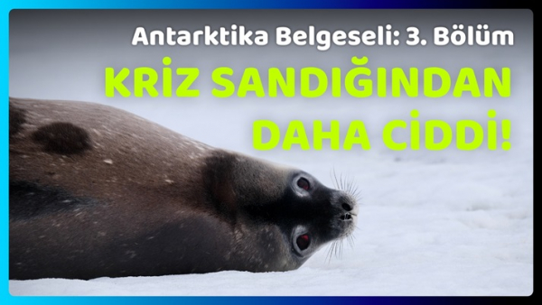 Küresel Isınma, İklim Krizi ve Antarktika - Antarktika Belgeseli 3. Bölüm