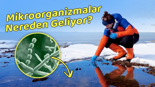 Antarktika’ya Mikroorganizmalar Nereden Geliyor?