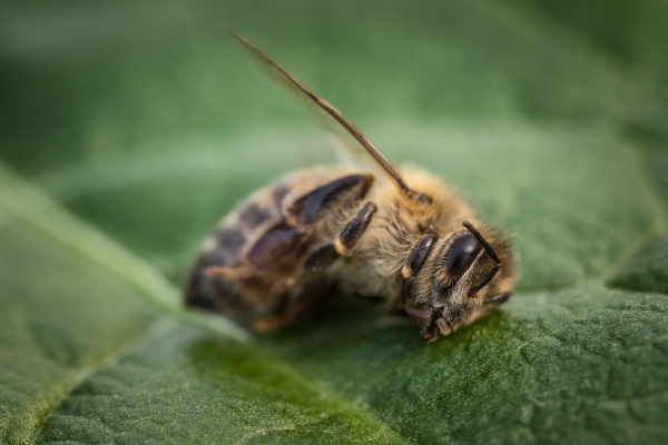 Arılar Kendilerini Tedavi Edebiliyor