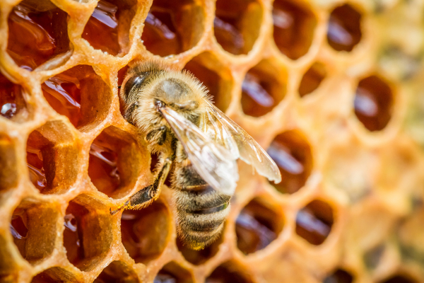Arılar Nasıl Bal Yapar? Balın Yapısında Hangi Maddeler Var?