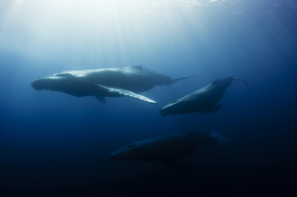 Balinalar Nasıl Çok Uzun Süre Nefeslerini Tutabiliyor?