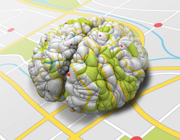 İnsan Beyninin Üç Boyutlu Atlası Çıkarıldı