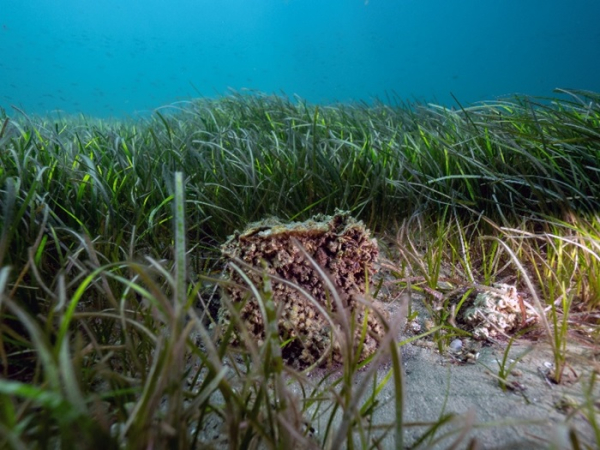 Pinalar İçin Son Sığınak: Marmara Denizi