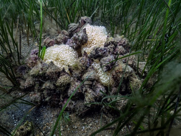Prof. Dr. Mustafa Sarı ile Marmara Denizi’nde Deniz Çayırlarının İzinde