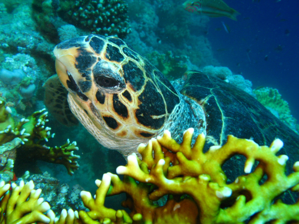 Yavru Deniz Kaplumbağaları Neden Işığa Yönelir?